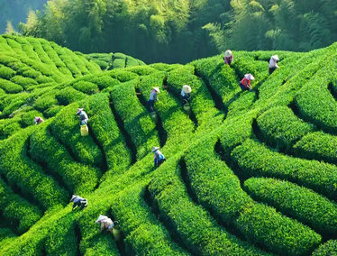 金骏眉在茶叶市场上的稀有程度可谓独树一帜